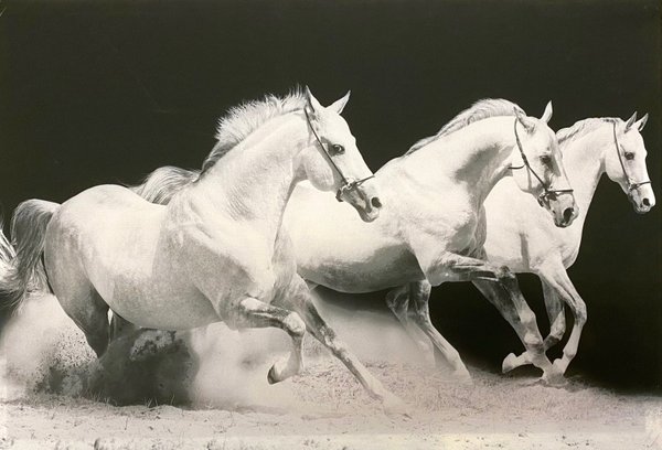 Leinwandbild / Pferde (Art: C-060)